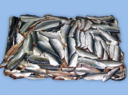  - GospodarkaMorska.pl