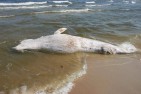 Martwy wieloryb odnaleziony na plaży w rezerwacie Mewia Łacha
