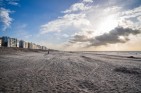 Około 80 martwych rekinów na belgijskiej plaży