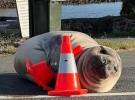 Tasmania ma problem. Co roku słoń morski Neil powraca na wyspę i powoduje chaos