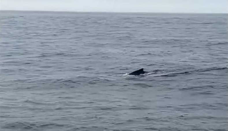 wieloryb petrobaltic