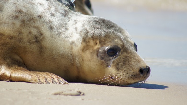 Foka w Helu, foka w Kołobrzegu - GospodarkaMorska.pl