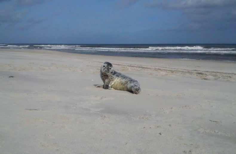 Na polskim brzegu pojawiły się pierwsze małe foki szare - GospodarkaMorska.pl