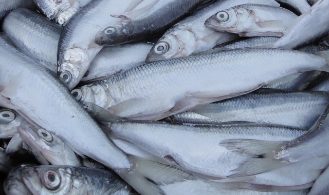 Projekt nowelizacji ustawy o rynku rybnym przyjęty przez Radę Ministrów - GospodarkaMorska.pl