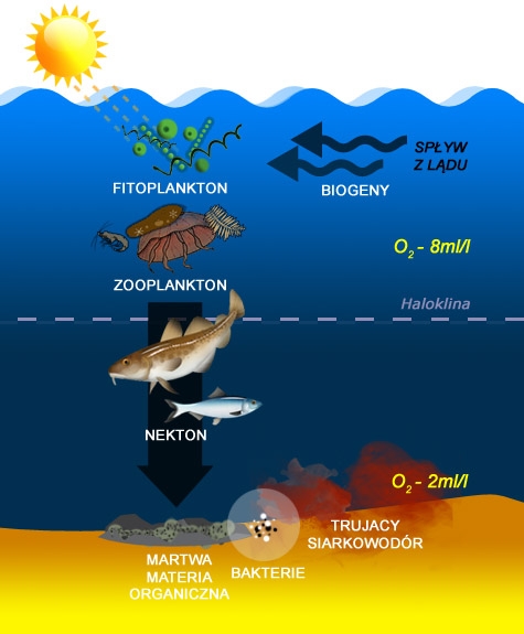 Duże statki zanieczyszczają Bałtyk - GospodarkaMorska.pl
