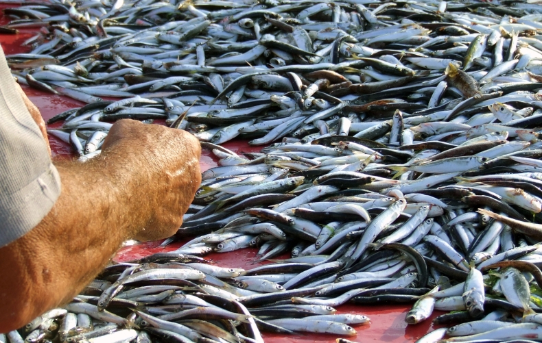 Nowe przepisy dotyczące dopłat dla rybaków. Do wydania 3 mld zł - GospodarkaMorska.pl