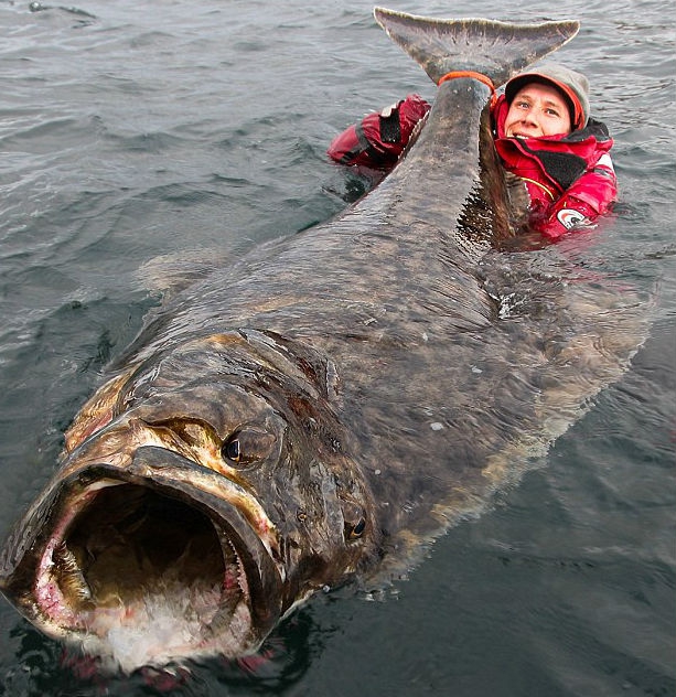 U wybrzeży Norwegii złowiono gigantycznego halibuta - GospodarkaMorska.pl