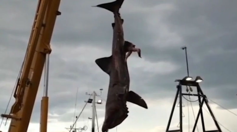 Rzadko spotykany gigant złowiony u wybrzeży Australii - GospodarkaMorska.pl