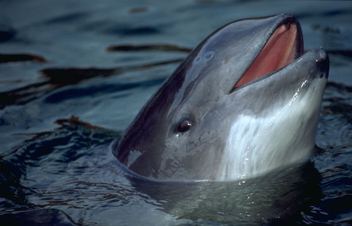 Międzynarodowa Komisja Wielorybnictwa rekomenduje skuteczną ochronę bałtyckich morświnów - GospodarkaMorska.pl