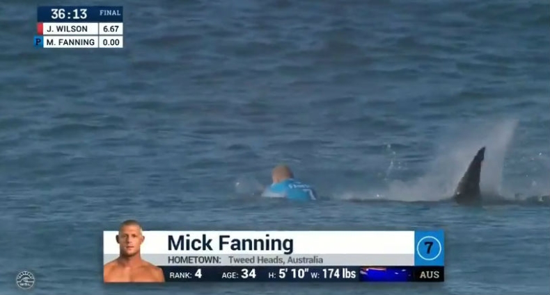 Atak rekina na surfera podczas relacji TV na żywo - GospodarkaMorska.pl