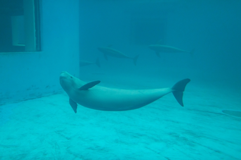 Europa odwraca się od delfinariów - GospodarkaMorska.pl
