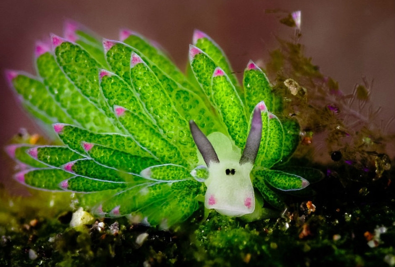 Niezwykłe stworzenie podbija internet - GospodarkaMorska.pl