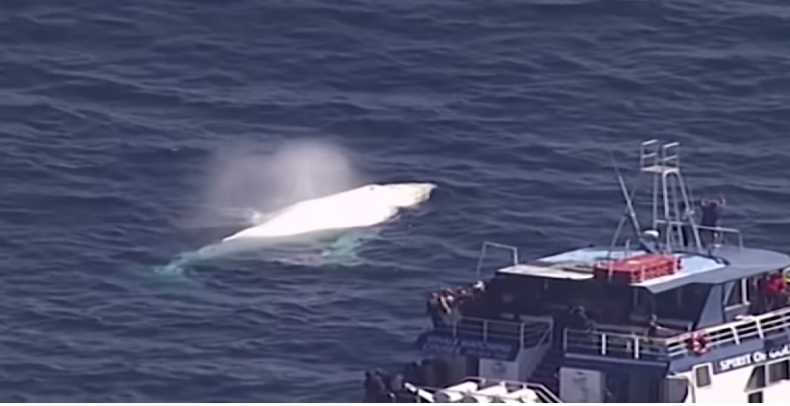 Na niesamowitym nagraniu uwieczniono rzadkiego wieloryba-albinosa (WIDEO) - GospodarkaMorska.pl