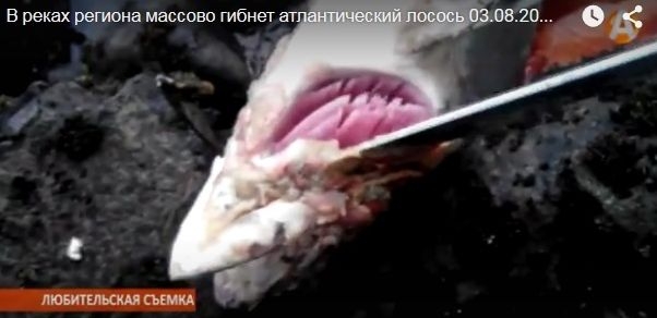 Epidemia grzybicza wśród łososi - GospodarkaMorska.pl