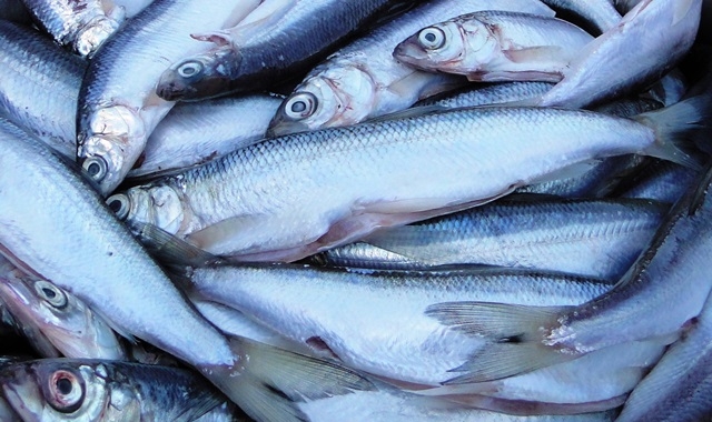 Prezydent podpisał ustawę o rynku rybnym - GospodarkaMorska.pl