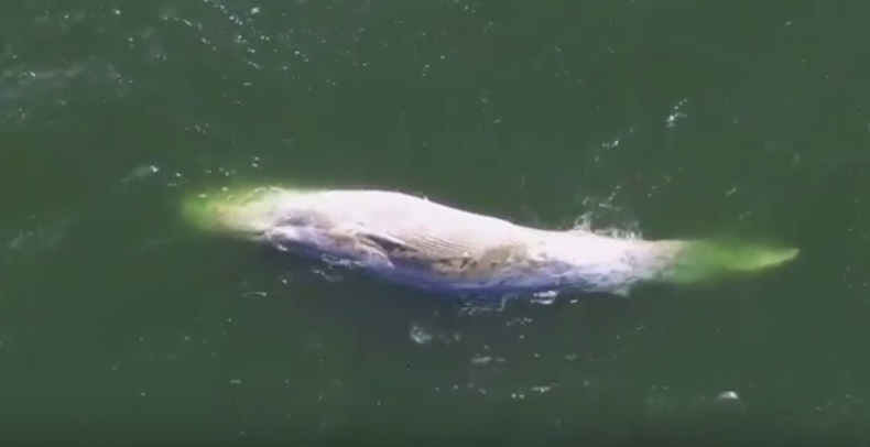 Martwy wieloryb w Zatoce Gdańskiej - GospodarkaMorska.pl