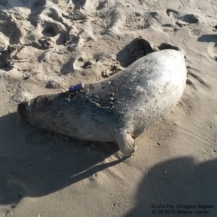 Dwie foki nie żyją. Zginęły zaraz po wypuszczeniu na wolność - GospodarkaMorska.pl