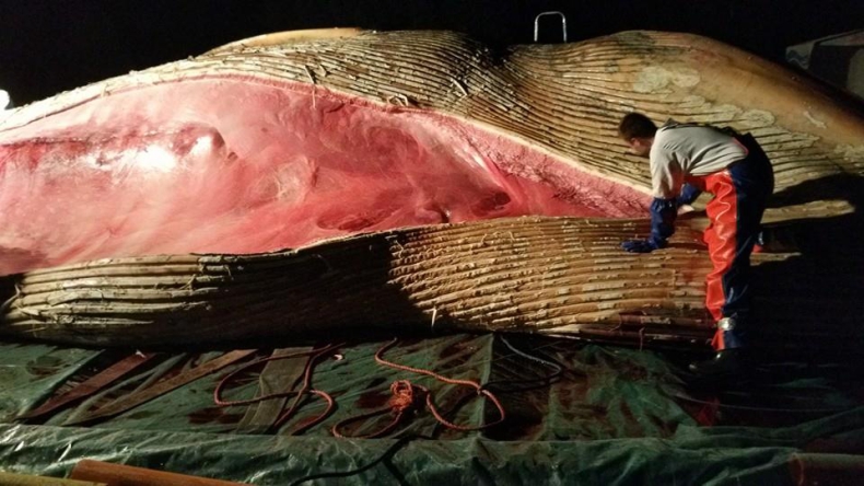 Trwa sekcja zwłok wieloryba znalezionego w Zatoce Gdańskiej (zdjęcia) - GospodarkaMorska.pl