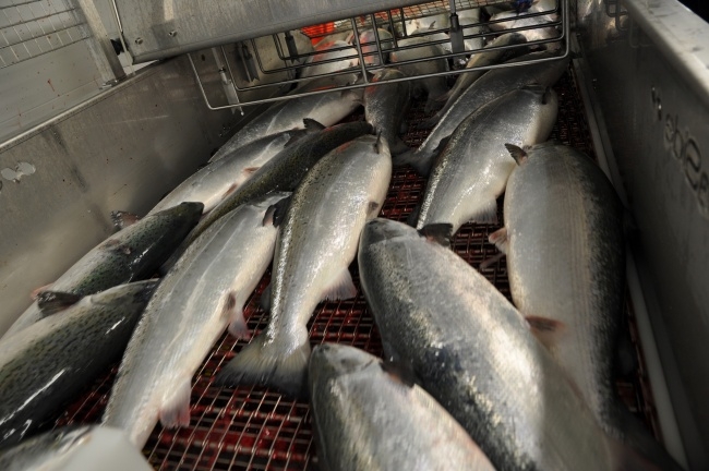 Wojna rybna między Rosją i Norwegią - GospodarkaMorska.pl