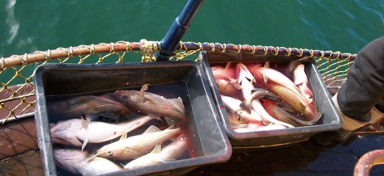 Mniejsze uprawnienia do połowów na Morzu Bałtyckim na 2016 r. Czy to wciąż za mało? - GospodarkaMorska.pl