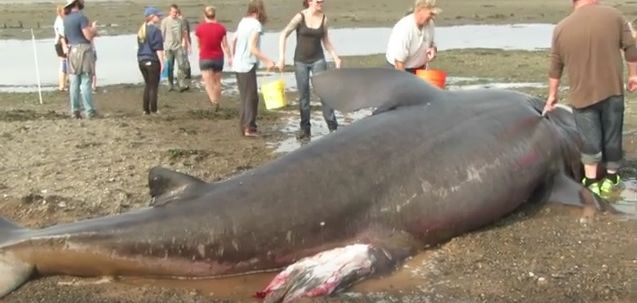 Znaleziono na plaży gigantycznego rekina - GospodarkaMorska.pl