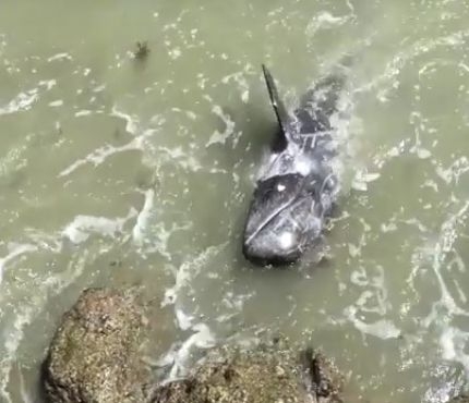 „Zaczął walić głową o kamień”. Szokujące nagranie - GospodarkaMorska.pl