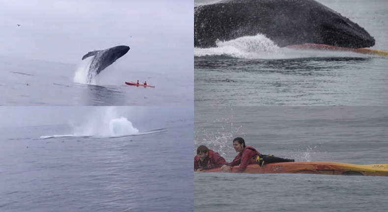 Nie miał litości. Niesamowite nagranie! - GospodarkaMorska.pl