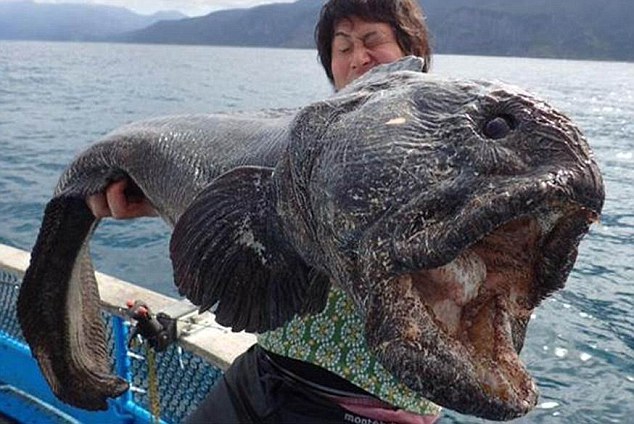 Gigantyczna ryba złowiona w okolicy elektrowni jądrowej Fukushima - GospodarkaMorska.pl