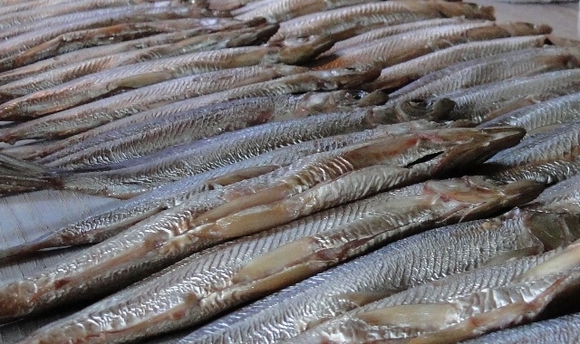 Rynek indyjski otwarty dla polskich produktów rybołówstwa - GospodarkaMorska.pl