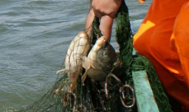 Znakowanie ryb i produktów rybnych - o tym powinien wiedzieć każdy konsument - GospodarkaMorska.pl