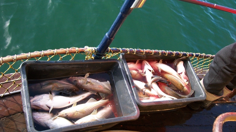 Co z tym dorszem? - GospodarkaMorska.pl