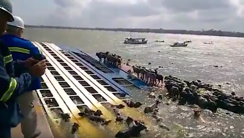 Wypadek w porcie: tysiąc zwierząt pod wodą (video) - GospodarkaMorska.pl