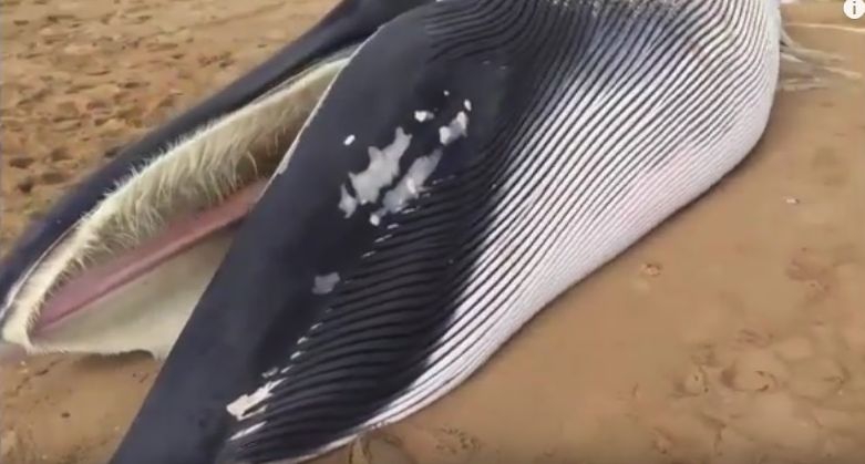 Ogromny wieloryb na plaży (wideo) - GospodarkaMorska.pl
