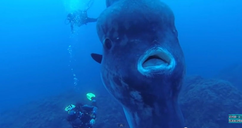 Sfilmowano gigantycznego samogłowa - GospodarkaMorska.pl