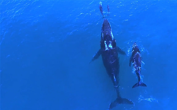 Rodzina wieloryba i delfina na wspólnej wyprawie (wideo) - GospodarkaMorska.pl