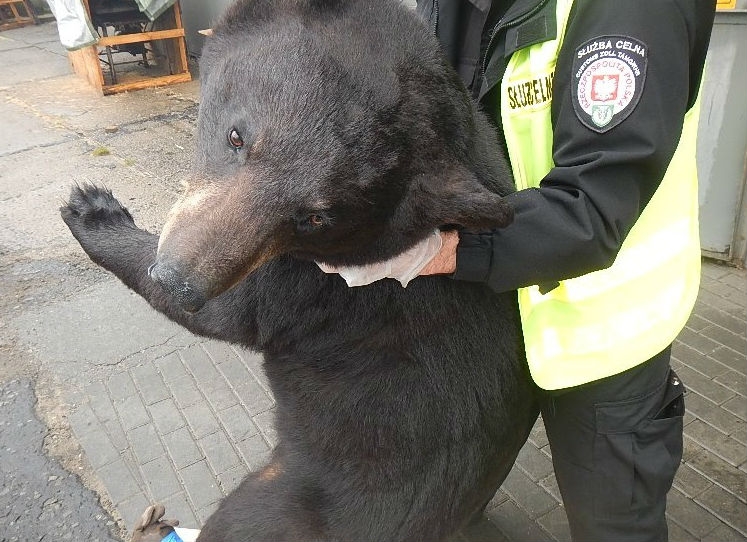Miś w kontenerze i wcale nie pluszowy - GospodarkaMorska.pl