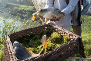 Historyczny odłów karpia tynieckiego - GospodarkaMorska.pl