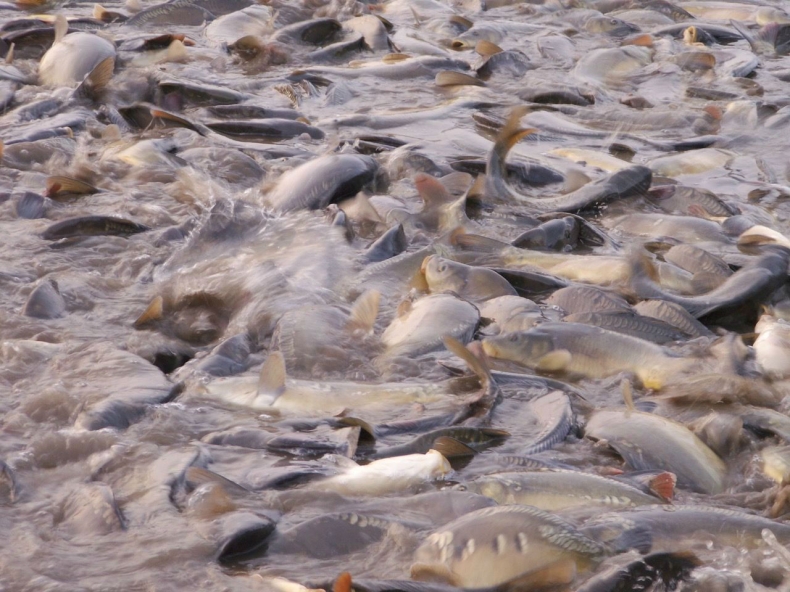 Świeże, zdrowe i dorodne - takie są ryby z akwakultury - GospodarkaMorska.pl