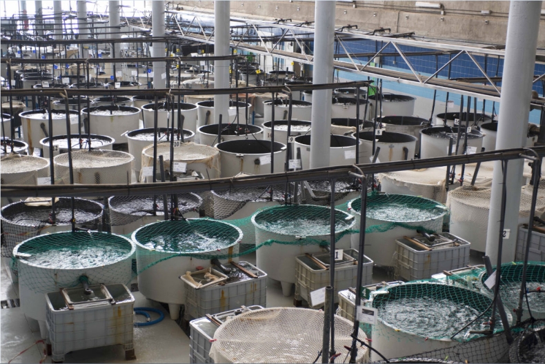 Polska dostanie 710,5 mln euro na rybołówstwo i akwakulturę - GospodarkaMorska.pl