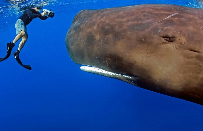 Takie spotkania należą do rzadkości. Niezwykłe zdjęcia - GospodarkaMorska.pl