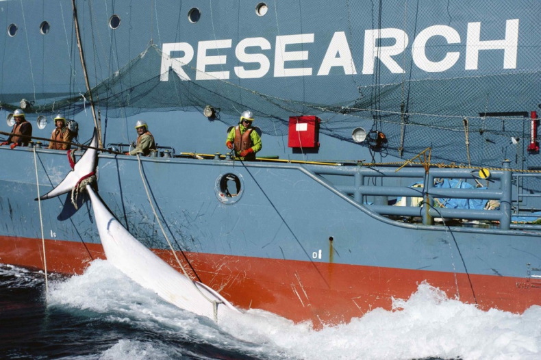 Japonia planuje wznowienie połowów wielorybów - GospodarkaMorska.pl