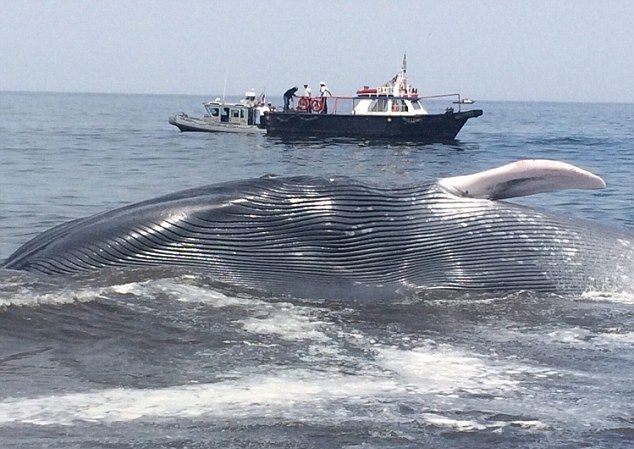 Akcja ratowania największego wieloryba na świecie (wideo) - GospodarkaMorska.pl