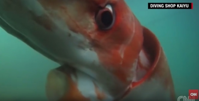 Sfilmowano olbrzymią kałamarnicę (wideo) - GospodarkaMorska.pl