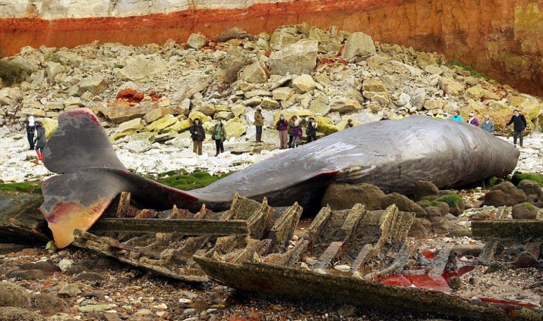 30-tonowy kolos na plaży w Wielkiej Brytanii (zdjęcia) - GospodarkaMorska.pl