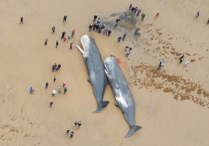Kolejne olbrzymy wyrzucone na plażę (wideo) - GospodarkaMorska.pl
