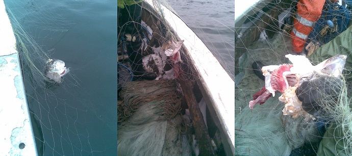 Raportowanie szkód wyrządzanych przez foki – ważny komunikat dla rybaków - GospodarkaMorska.pl