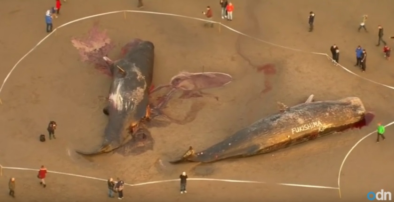 Plaga martwych wielorybów na plażach Morza Północnego (wideo) - GospodarkaMorska.pl