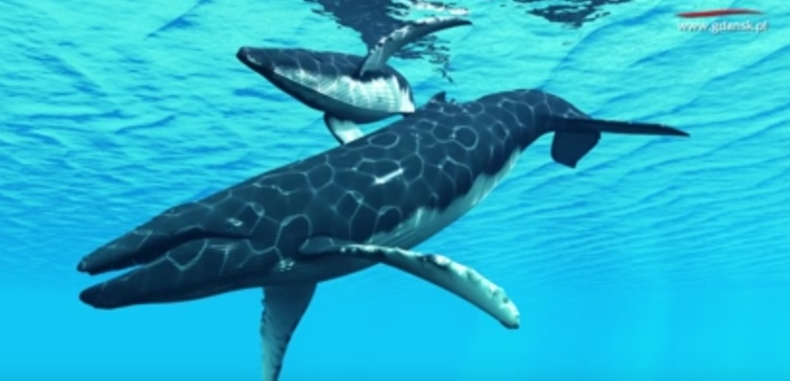 Wieloryb wpłynął na UG! Szkielet płetwala na Wydziale Biologii (wideo) - GospodarkaMorska.pl