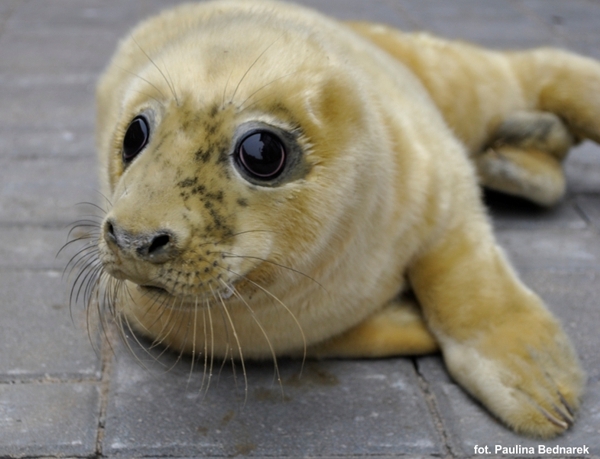 W Stacji Morskiej urodziły się cztery młode foki - GospodarkaMorska.pl