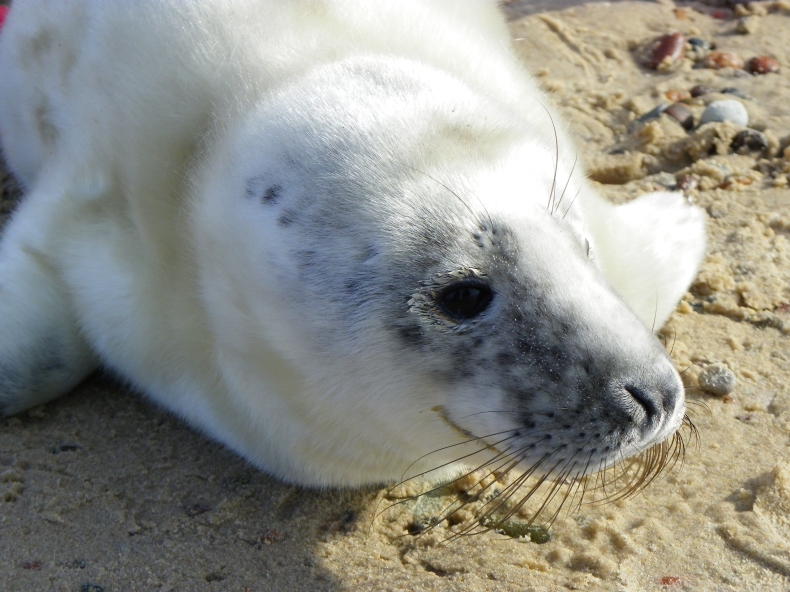 Uwaga na małe foki! - GospodarkaMorska.pl